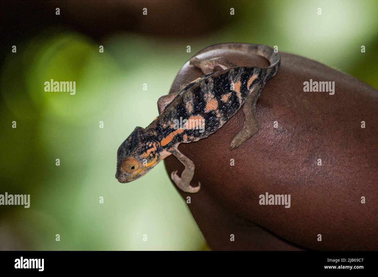 Common flattail gecko (Uroplatus fimbriatus), Madagascar Stock Photo