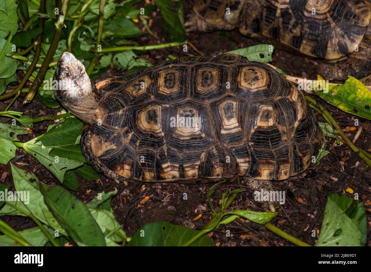 Flatbacked spider tortoise (Pyxis planicauda). Madagascar Stock Photo