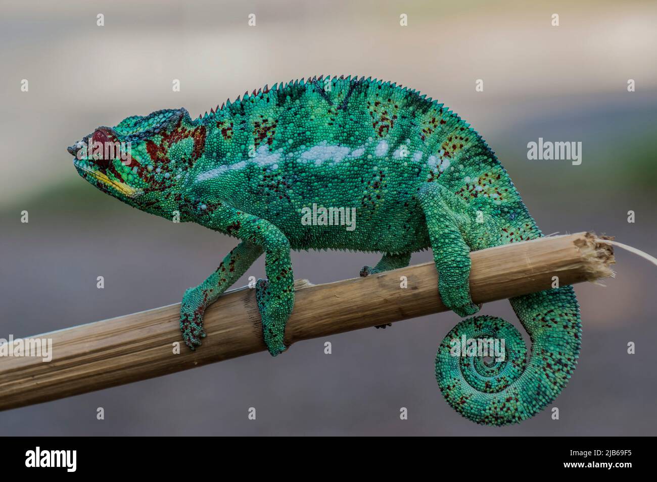 Panther Chameleon (Furcifer Pardalis), Telephoto. Madagascar Stock ...