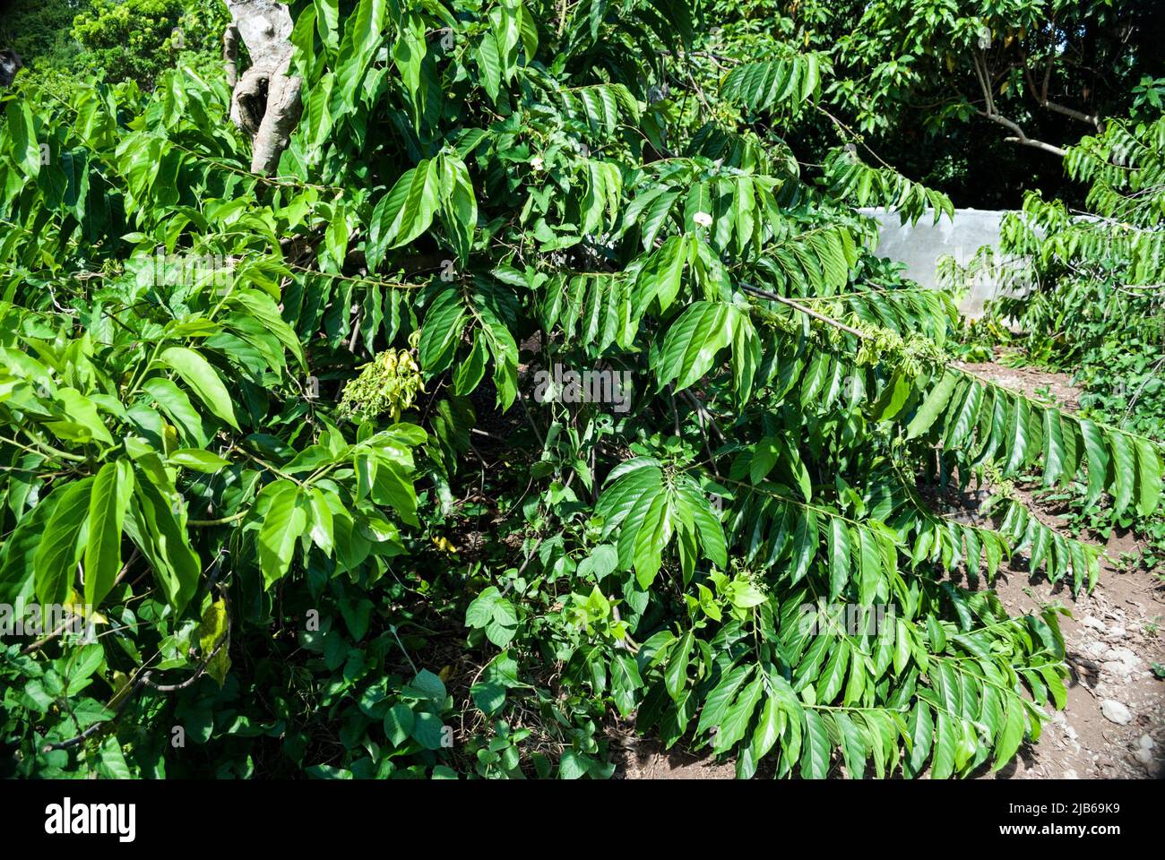 Ylang ylang hi-res stock photography and images - Page 3 - Alamy