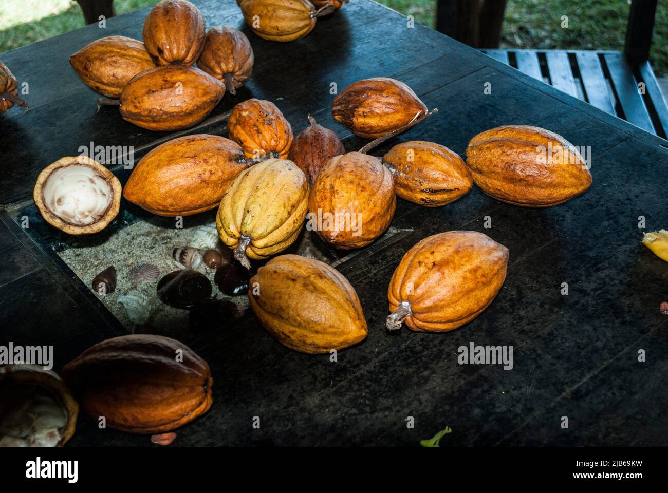 Cocoa beans (Theobroma cacao) display, Nosy Be, Madagascar Stock Photo