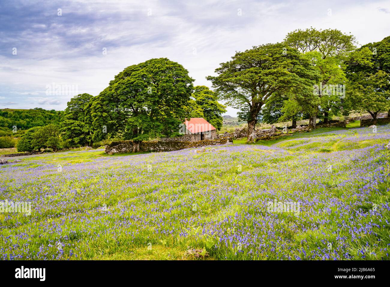 In early June, fields of bluebells surround the abandoned Emsworthy Farm, Dartmoor National Park, Devon, UK. Stock Photo