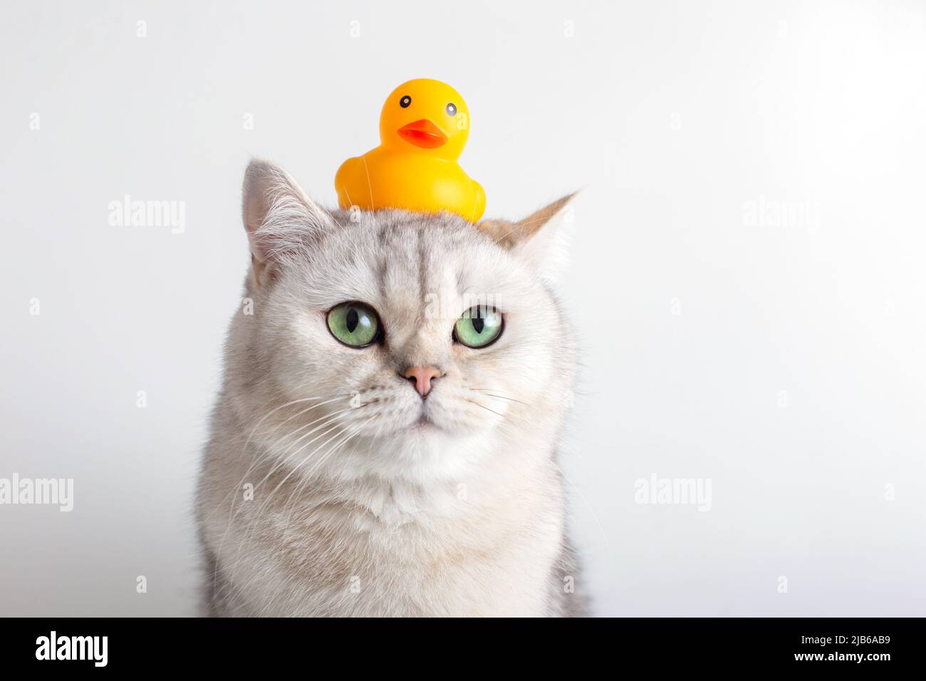 Cute white cat with a yellow rubber duck on his head, on a white background. Stock Photo