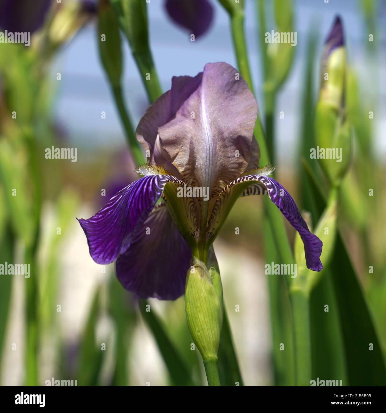 Blooming irises in a garden Stock Photo