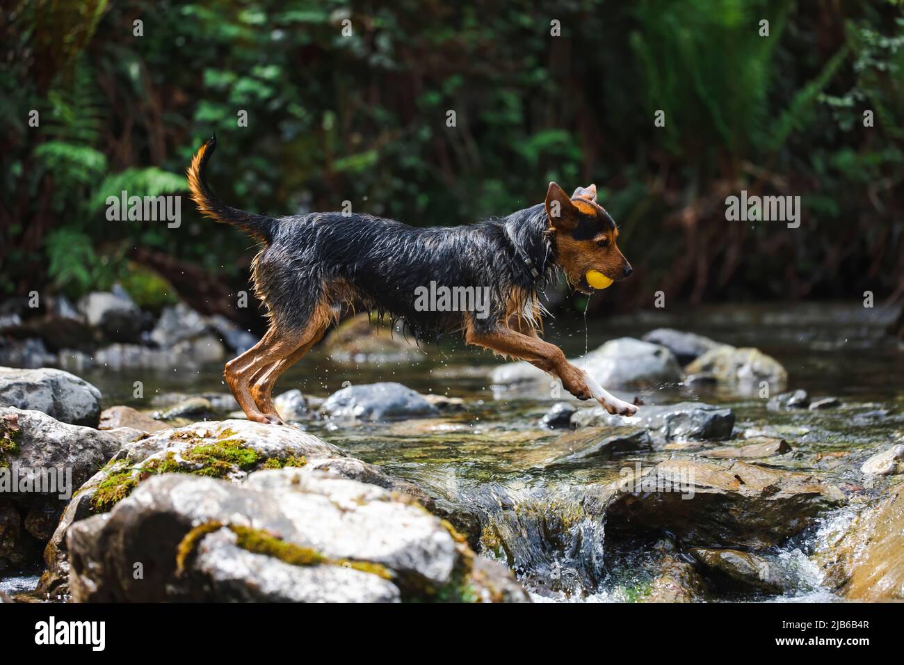 young black dog playing fetch with his yellow tennis ball in the river, jumping from stone to stone and splashing around. space for copy. Stock Photo