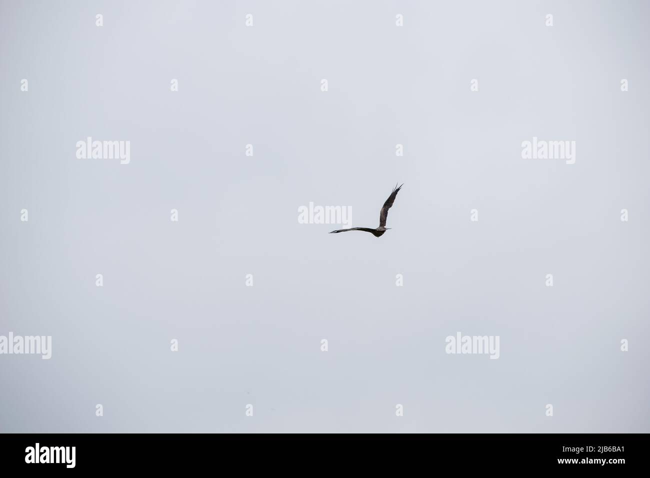 The view of birds In flight Stock Photo
