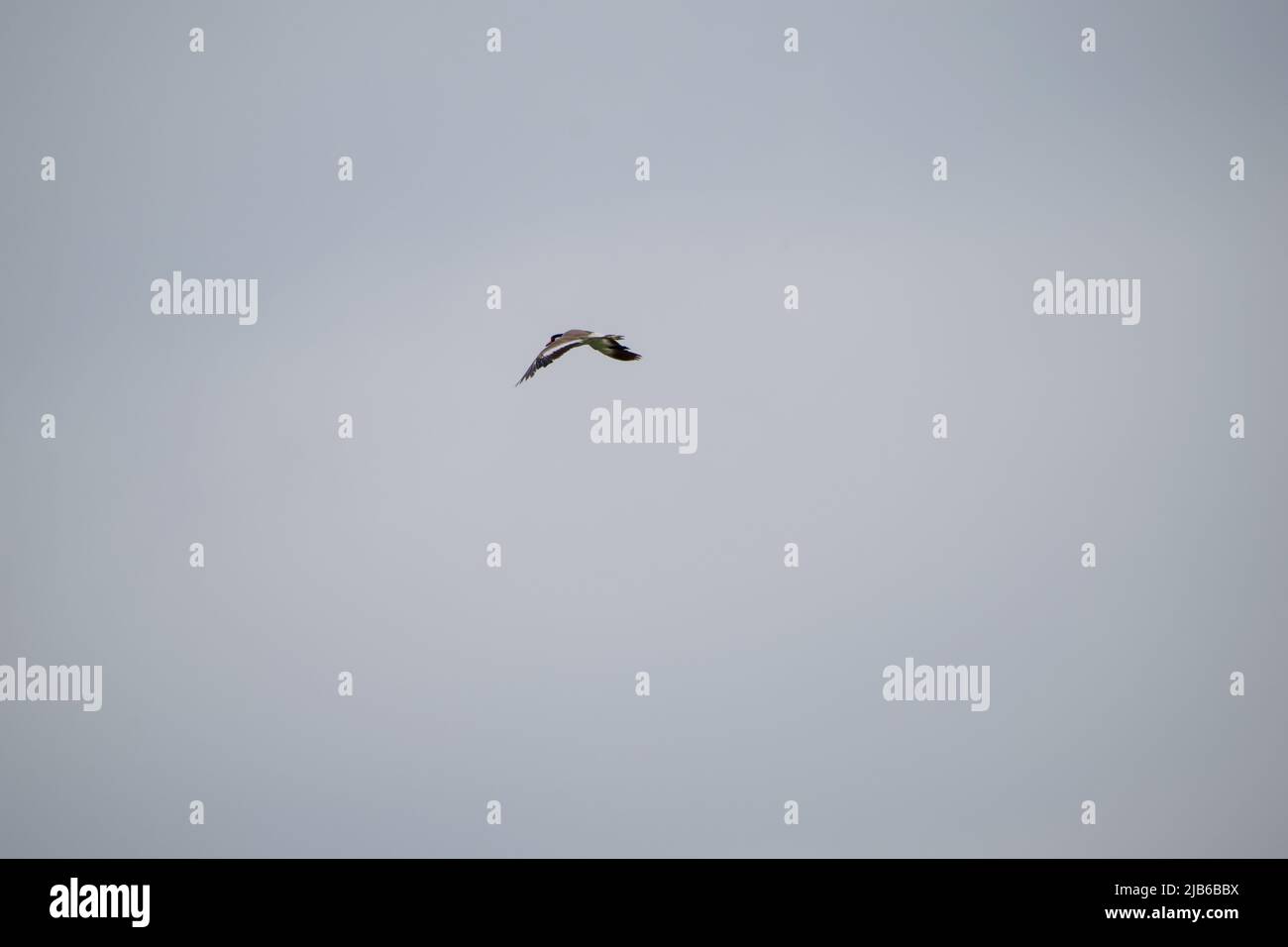The view of birds In flight Stock Photo