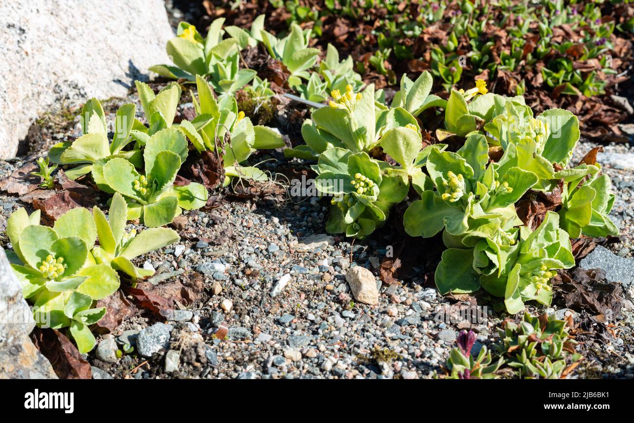 Primula lutea at The Arctic University Museum of Norway in Tromsø. Stock Photo