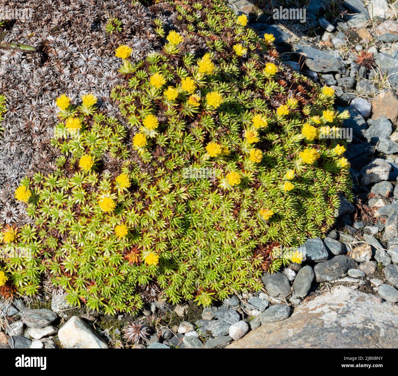 Saxifraga juniperifolia at The Arctic University Museum of Norway in Tromsø. Stock Photo