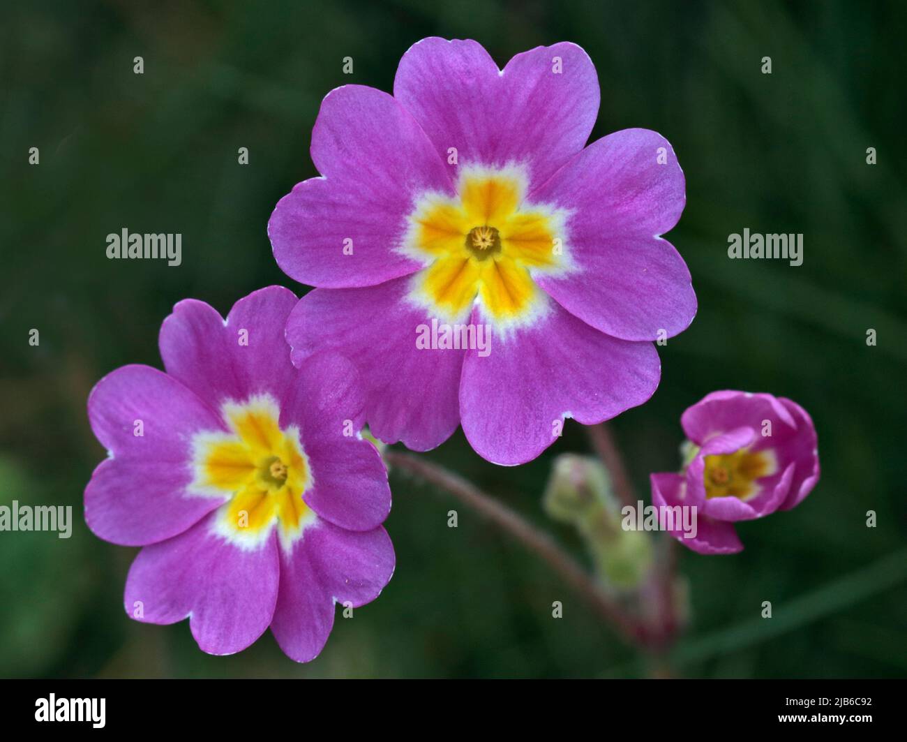 Pink and Yellow Primulas Stock Photo