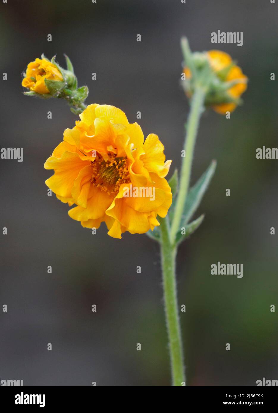 Yellow Geum Stock Photo