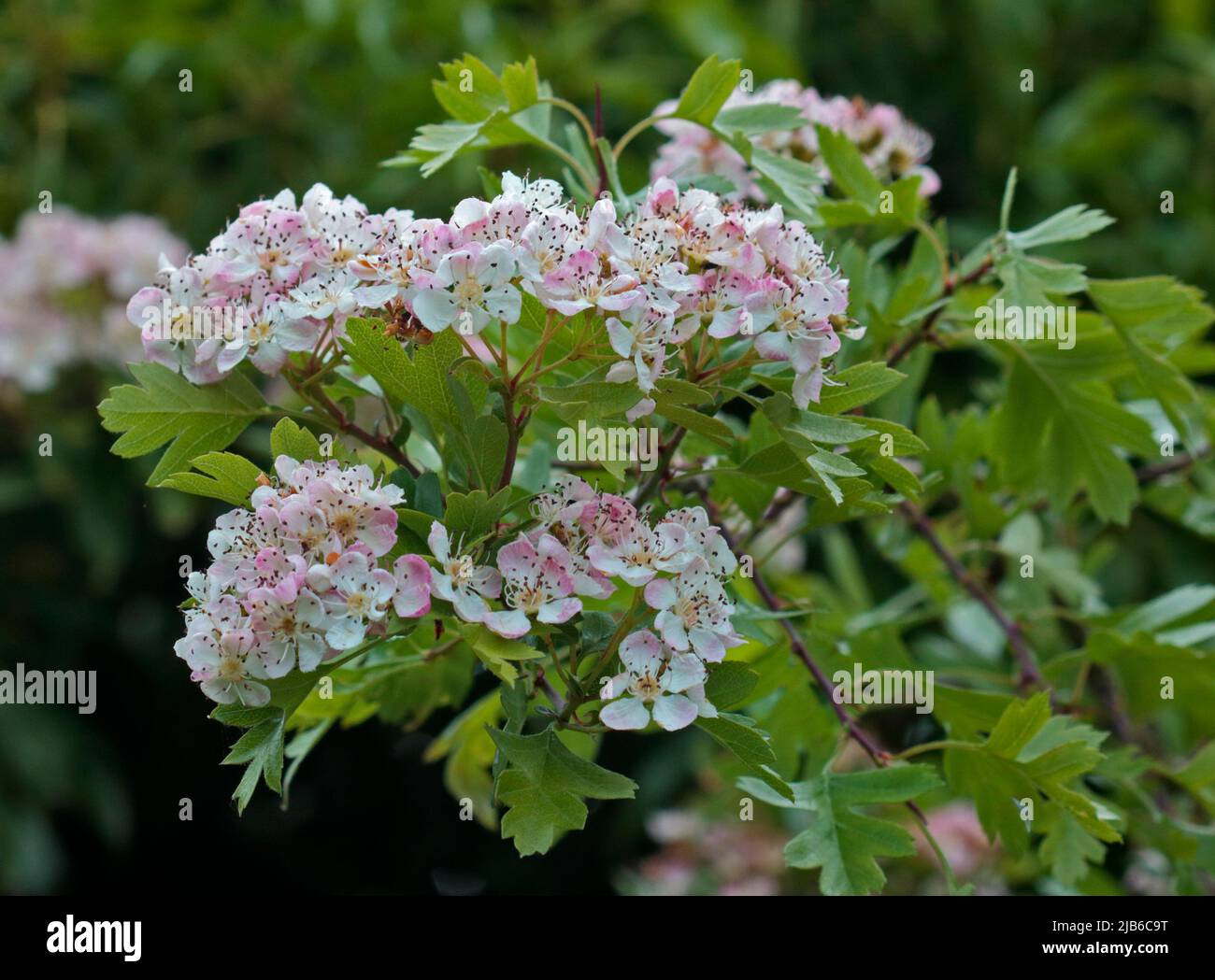 Hawthorns hires stock photography and images Alamy