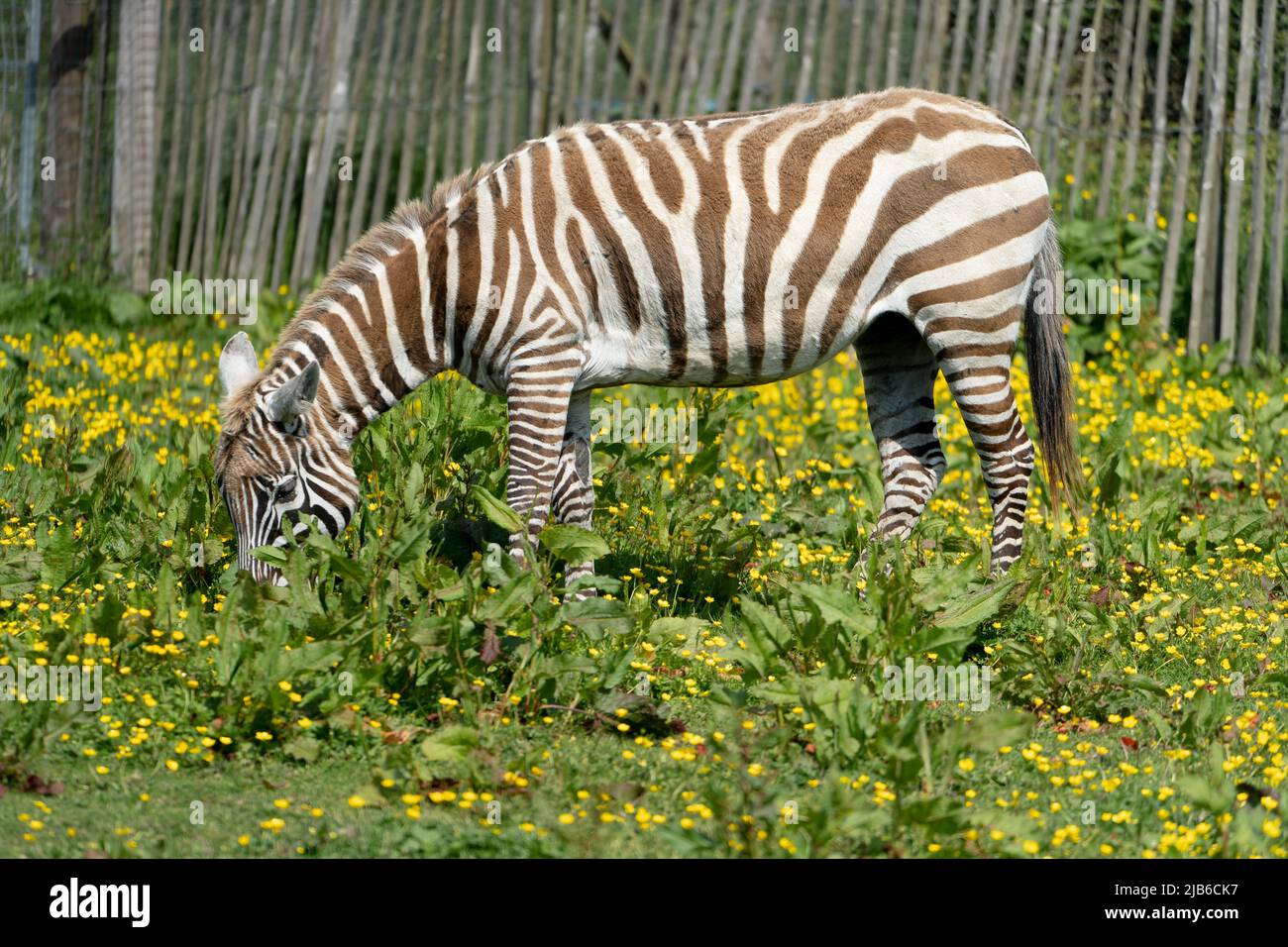 Wildlife in wildflowers uk hi-res stock photography and images - Alamy