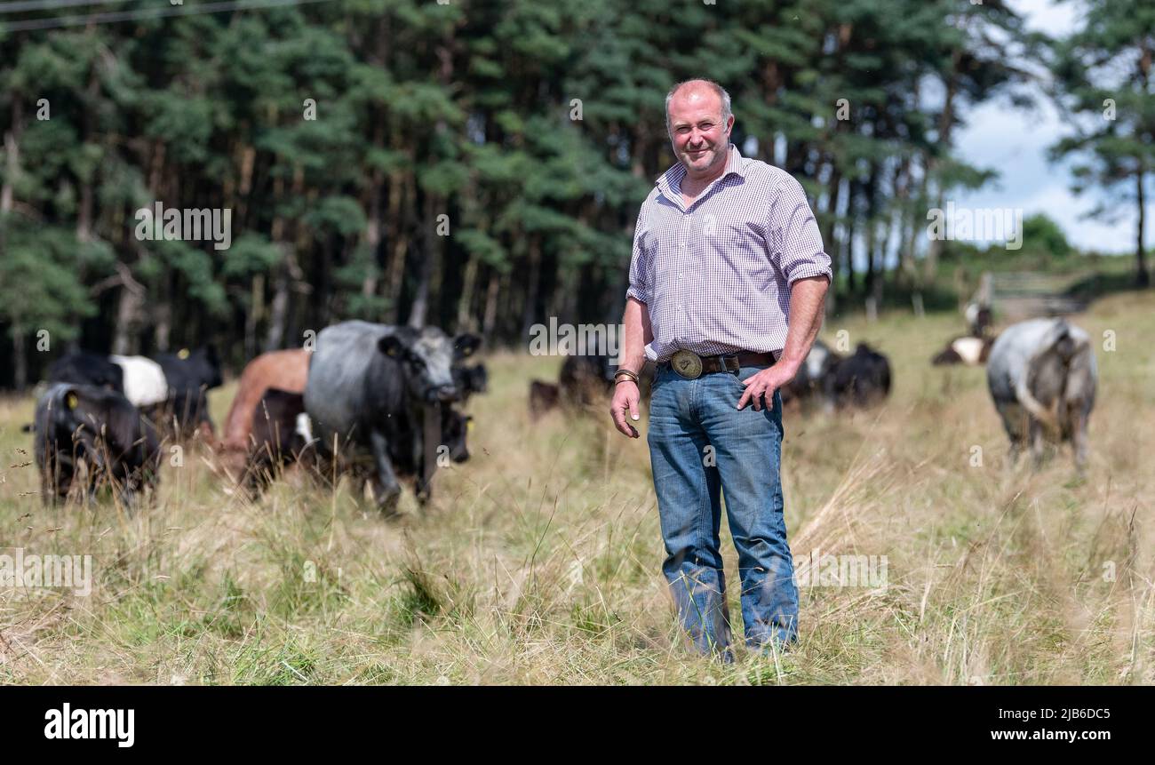 Farmer with native cattle, used as part of regenerative farming on his farm to help improve soil quality, Co. Durham UK. Stock Photo