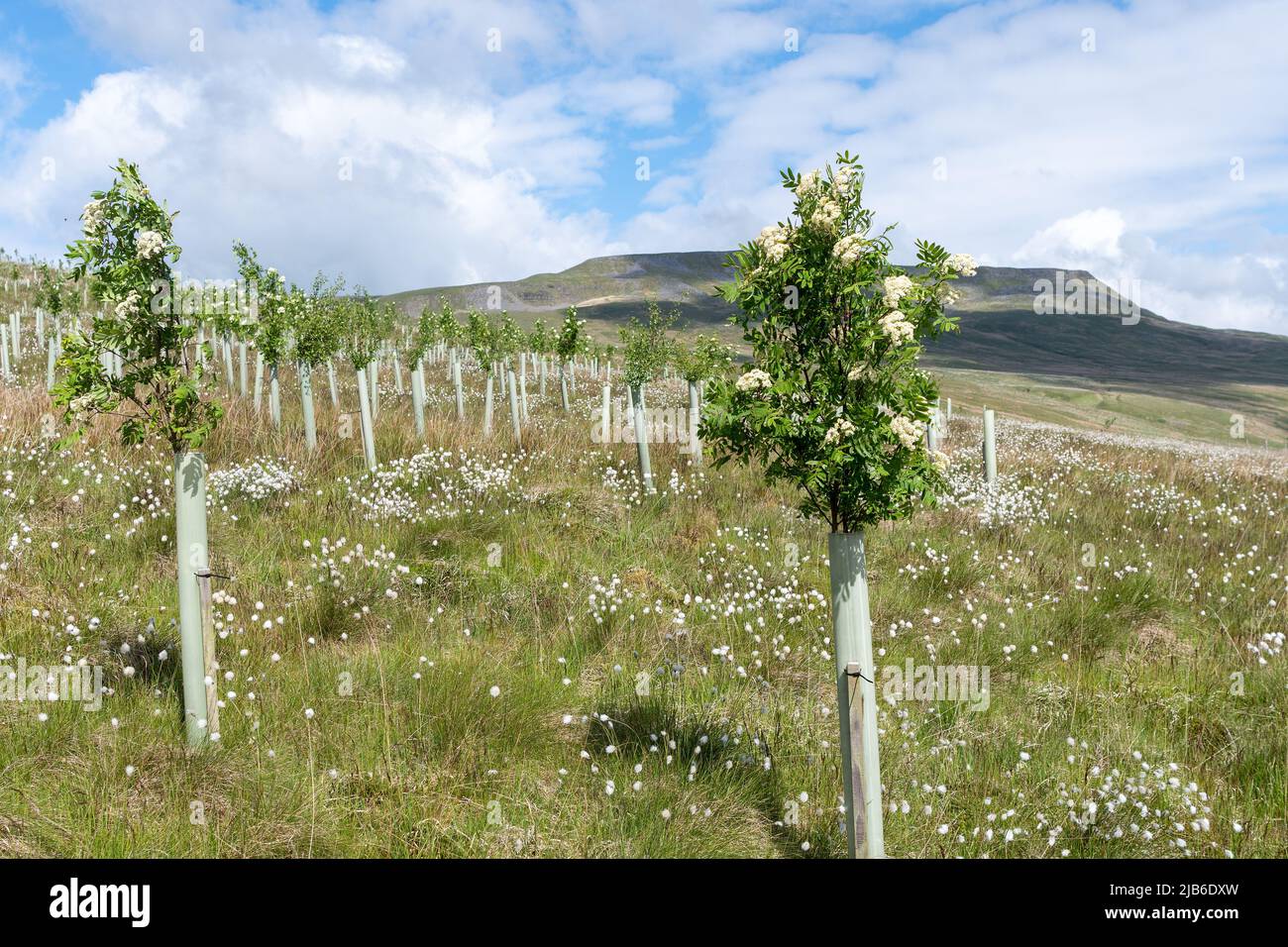 Ash trees uk planting hi-res stock photography and images - Alamy