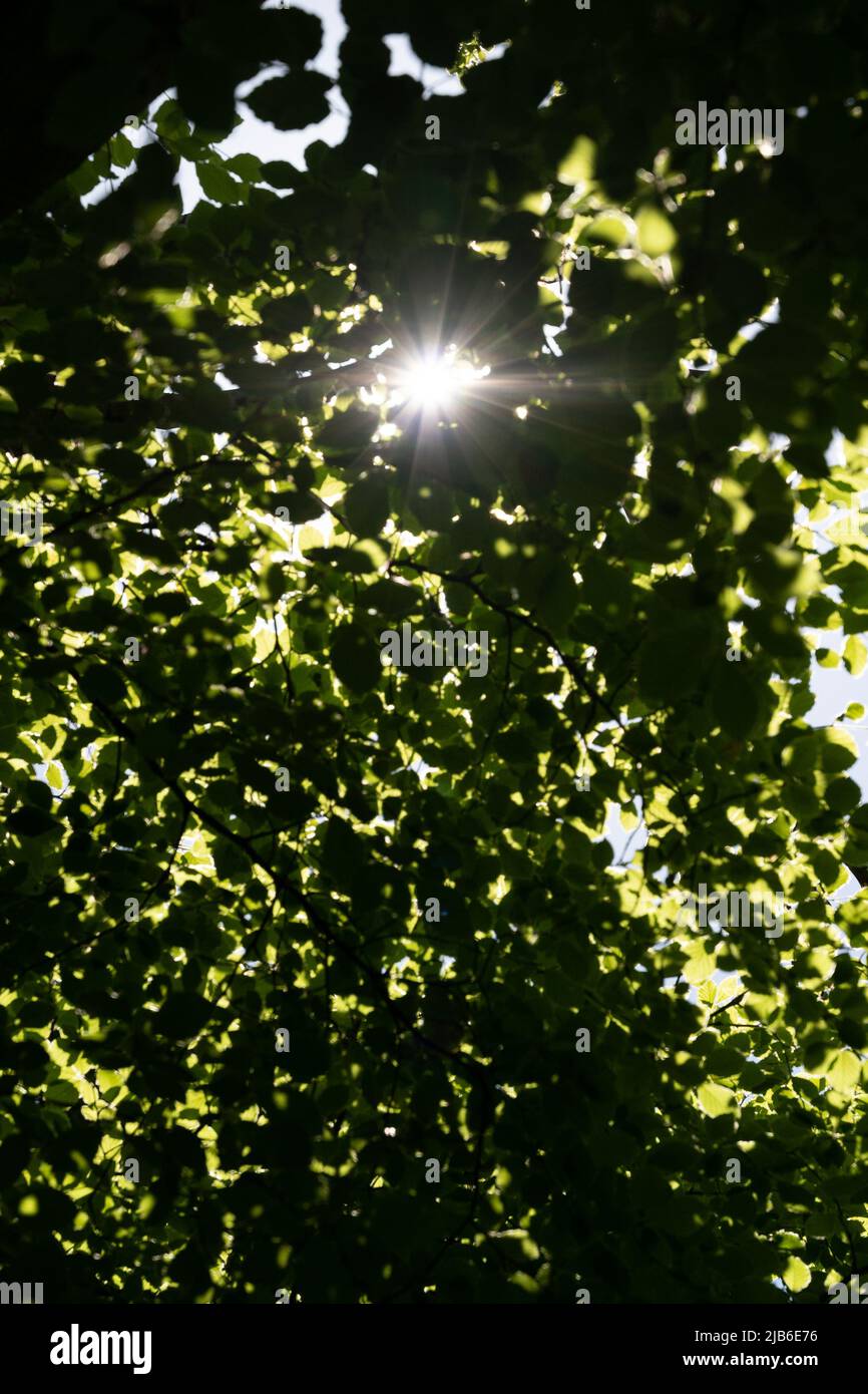 Canopy of leaves hi-res stock photography and images - Alamy