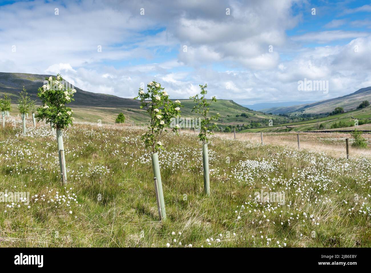 Ash trees uk planting hi-res stock photography and images - Alamy