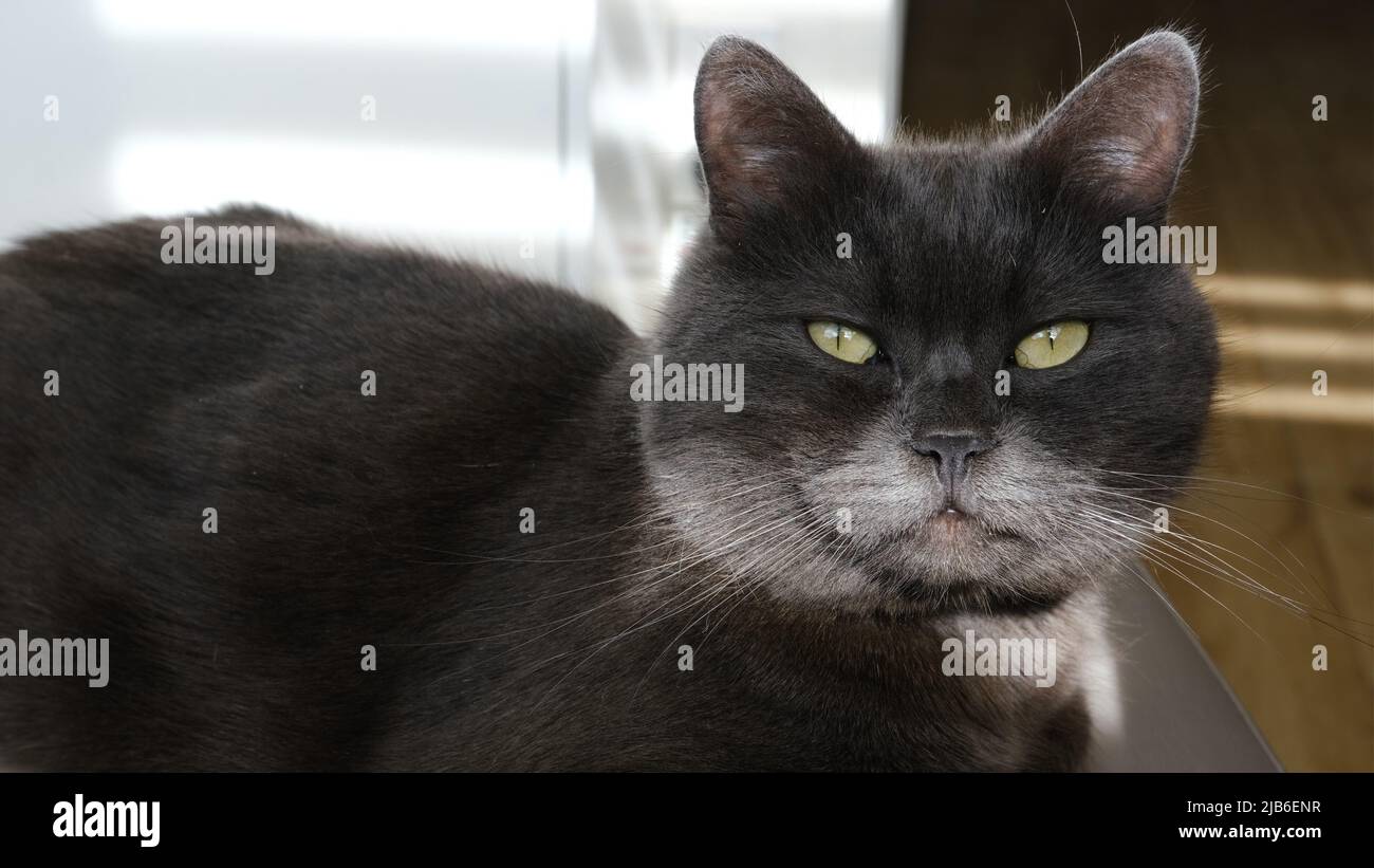 British Cat Lying on Chair in Sun, Cozy Cat taking Sun Bath. Cute Cat Resting. Stock Photo