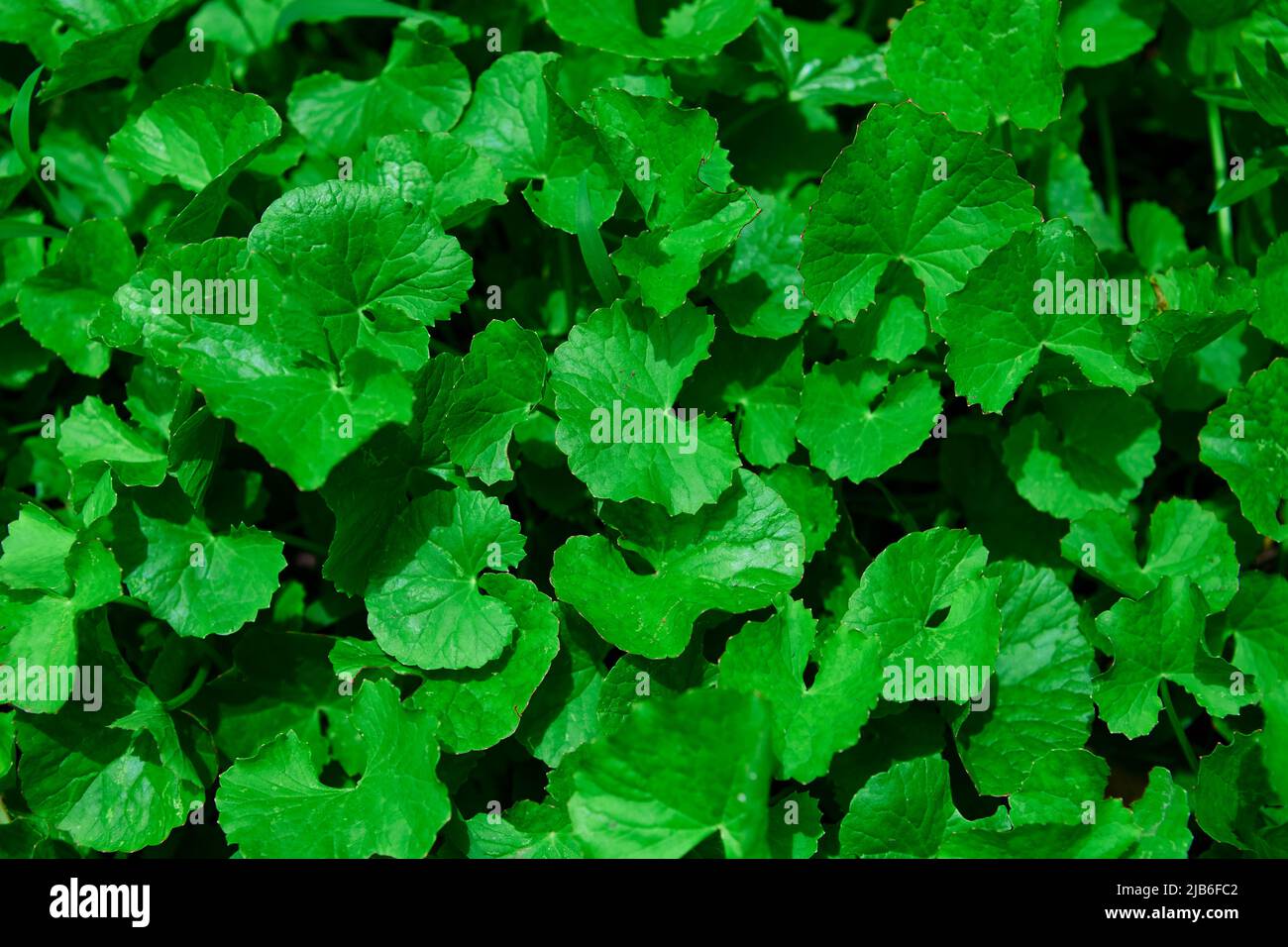 Close-up of green centella asiatica leaves in the garden Stock Photo