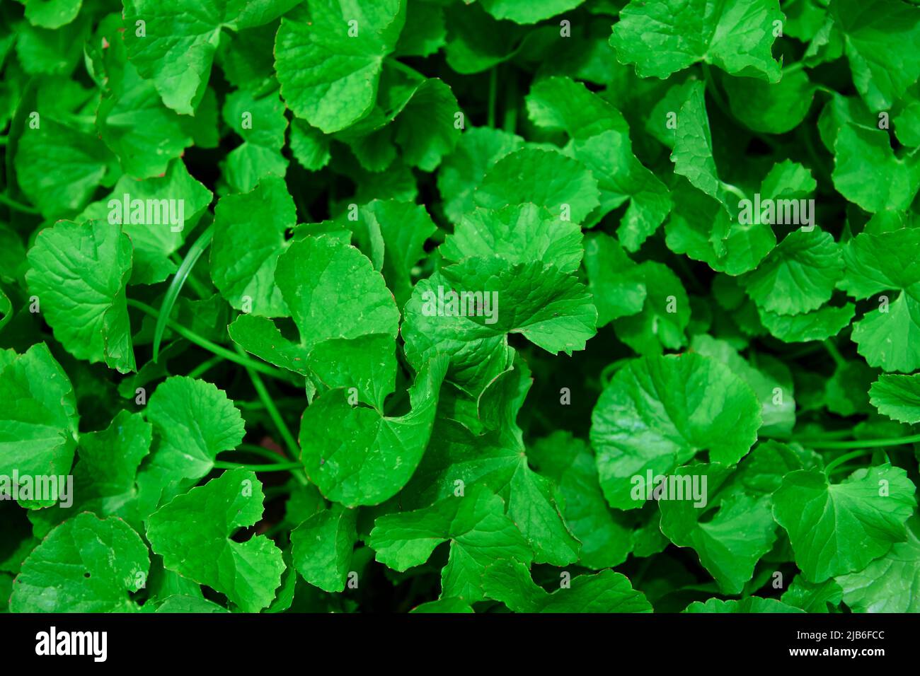 Close-up of green centella asiatica leaves in the garden Stock Photo