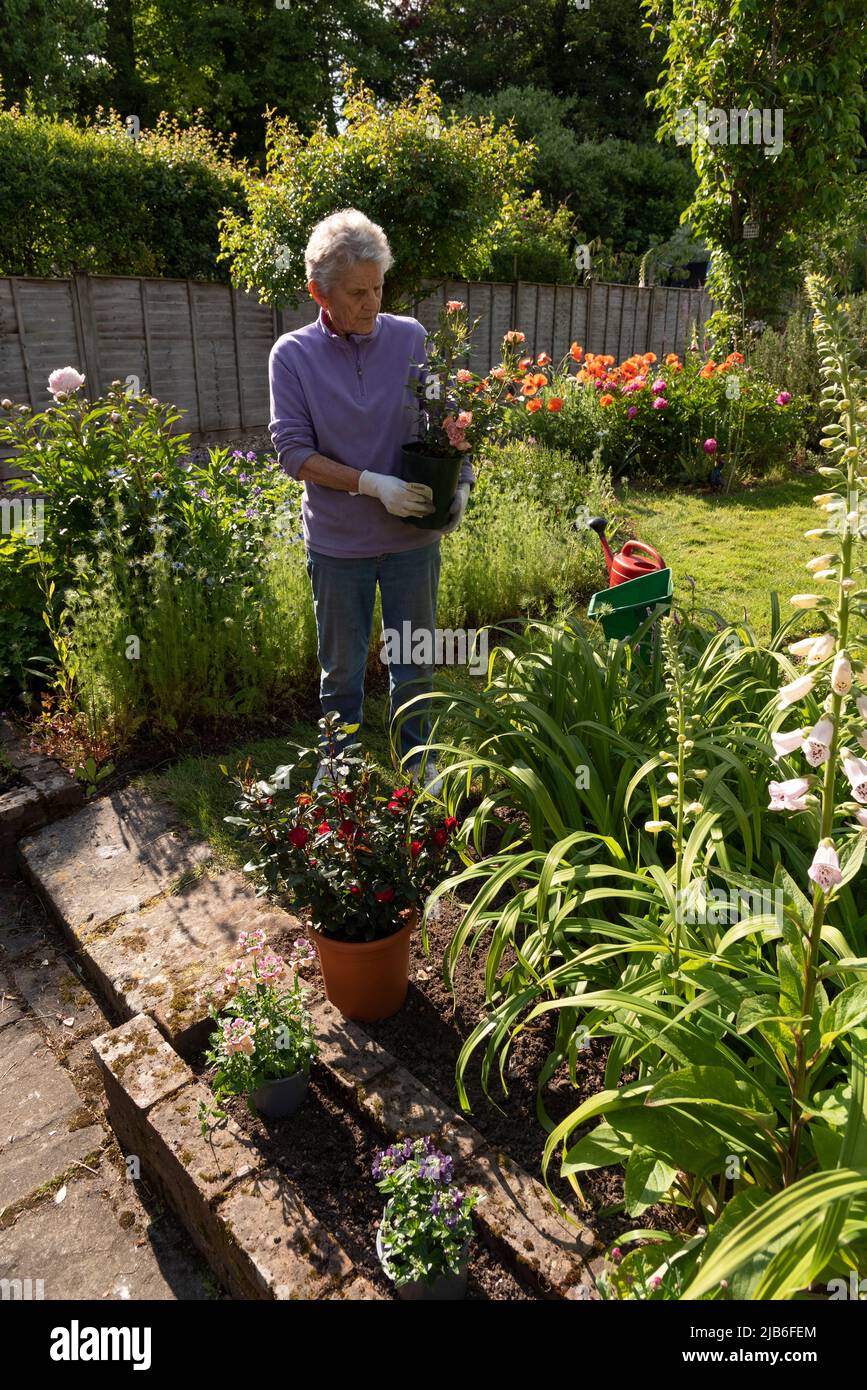 Hampshire, England, UK. 2022. Woman selecting roses in pots to be ...