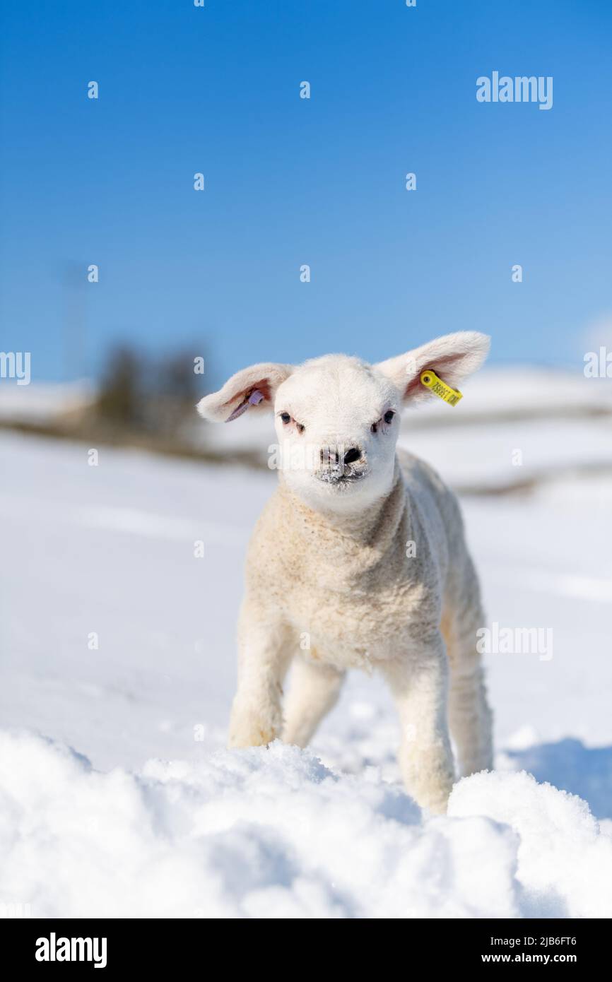 Texel lamb playing in snow in the Yorkshire Dales National Park, near Hawes, UK. Stock Photo