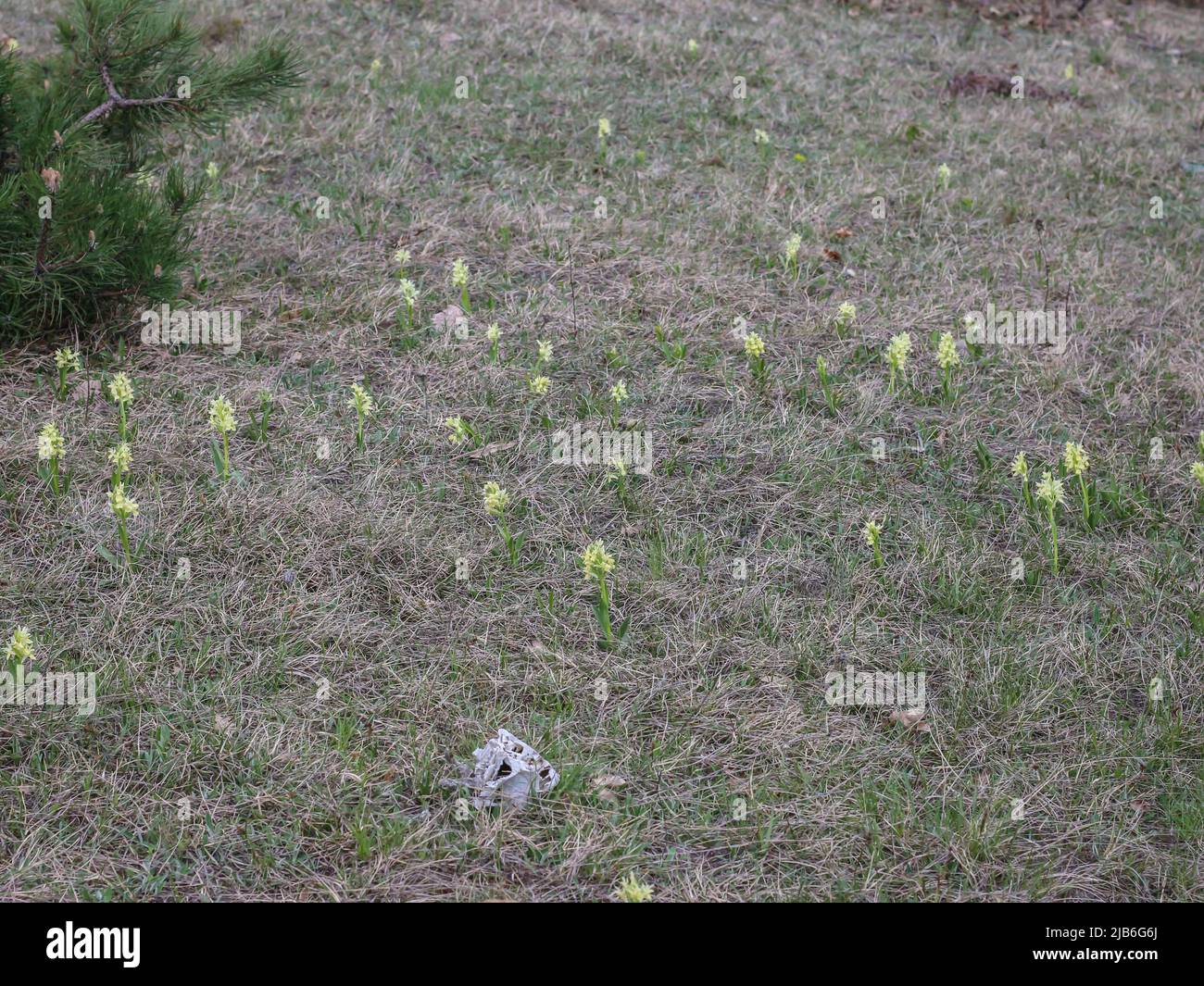 Pale yellow flowers of wild orchid named the elder-flowered orchid (latin name: Dactylorhiza sambucina) in western Serbia Stock Photo