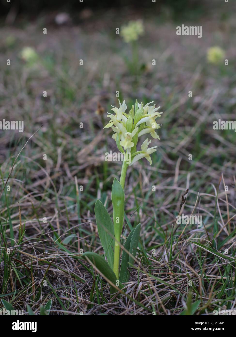 Pale yellow flowers of wild orchid named the elder-flowered orchid (latin name: Dactylorhiza sambucina) in western Serbia Stock Photo