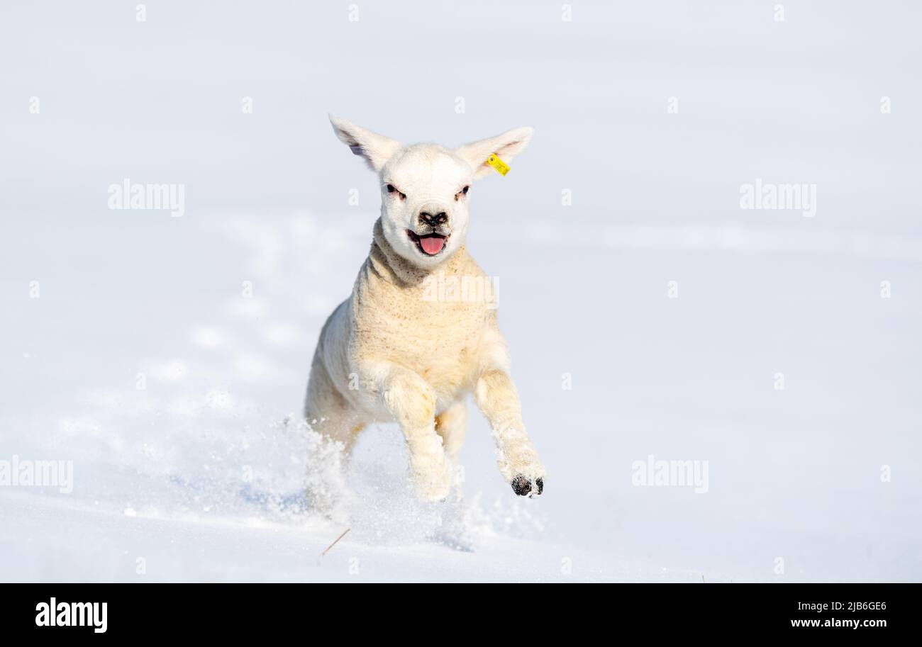 Texel lamb playing in snow in the Yorkshire Dales National Park, near Hawes, UK. Stock Photo