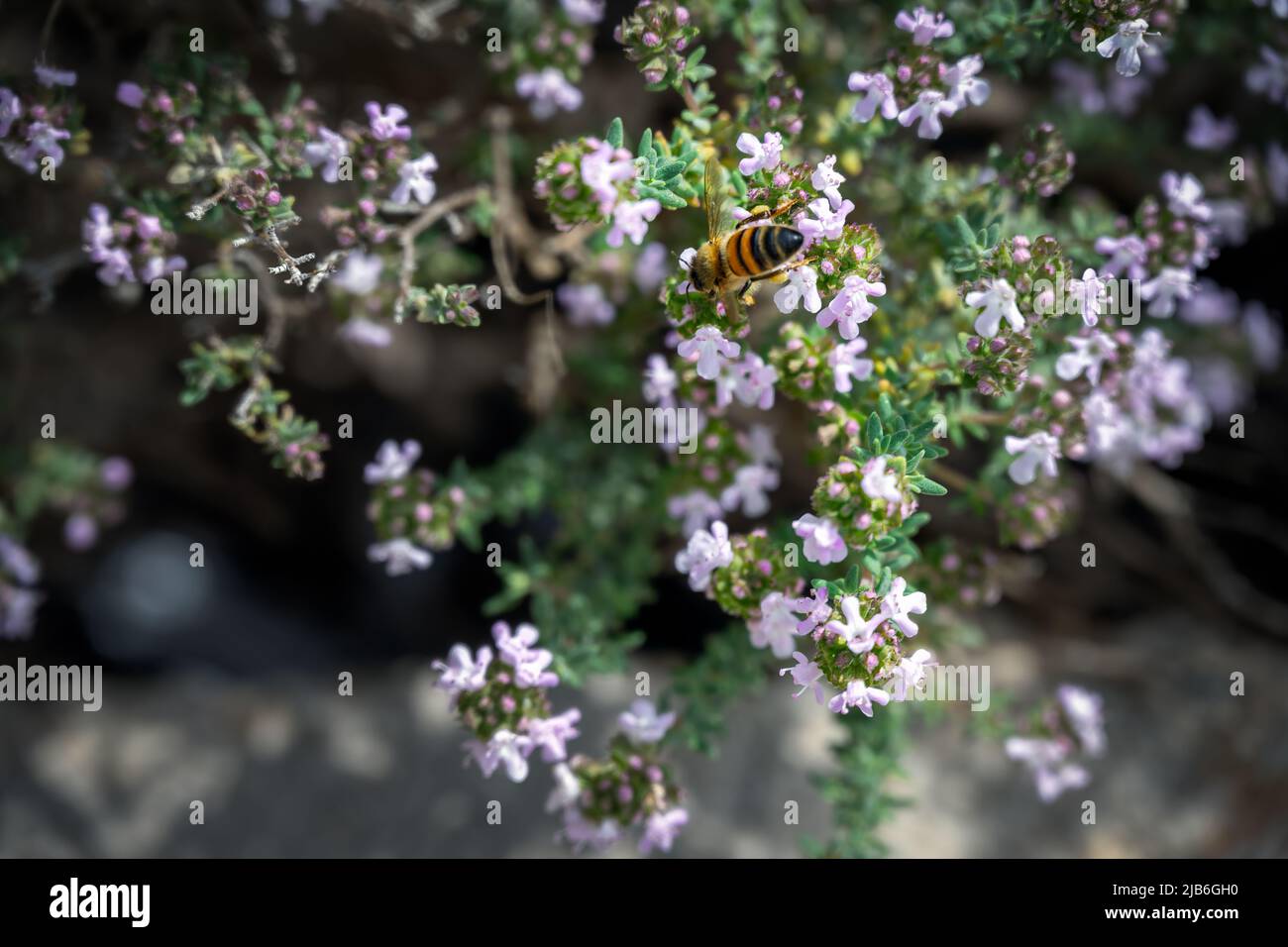 Thyme herb in sunshine hires stock photography and images Alamy