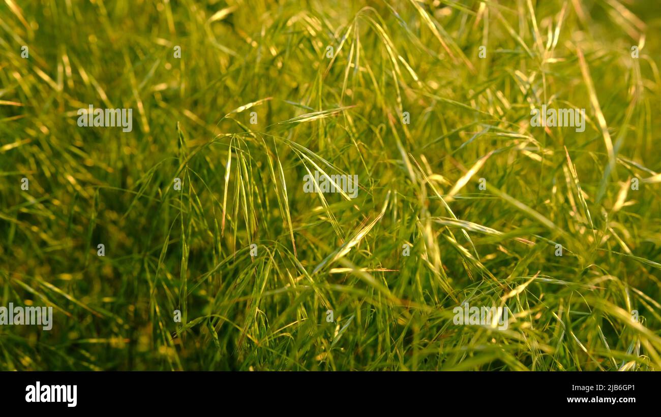 Green grass shaking in sunset light Stock Photo Alamy