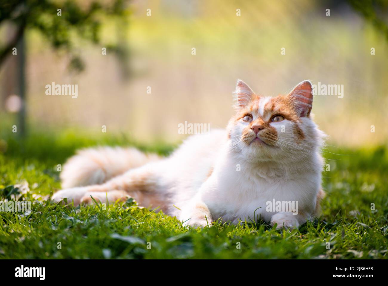 Laying on backyard grass red domestic cat Stock Photo