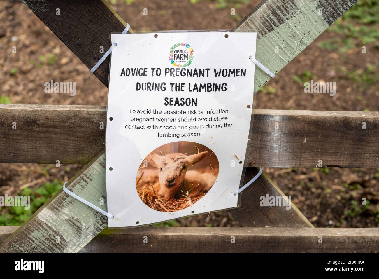 A sign at a farm during lambing season warns people against contact with sheep if they are pregnant. Stock Photo