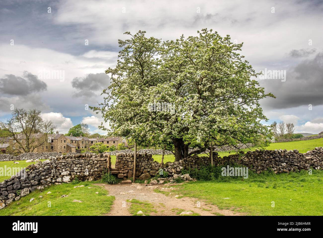 The walk along the public footpaths Dales Way alongside The River Wharfe, Grassington, Linton, Burnsall showing sheep and Hawthorn blossom Stock Photo