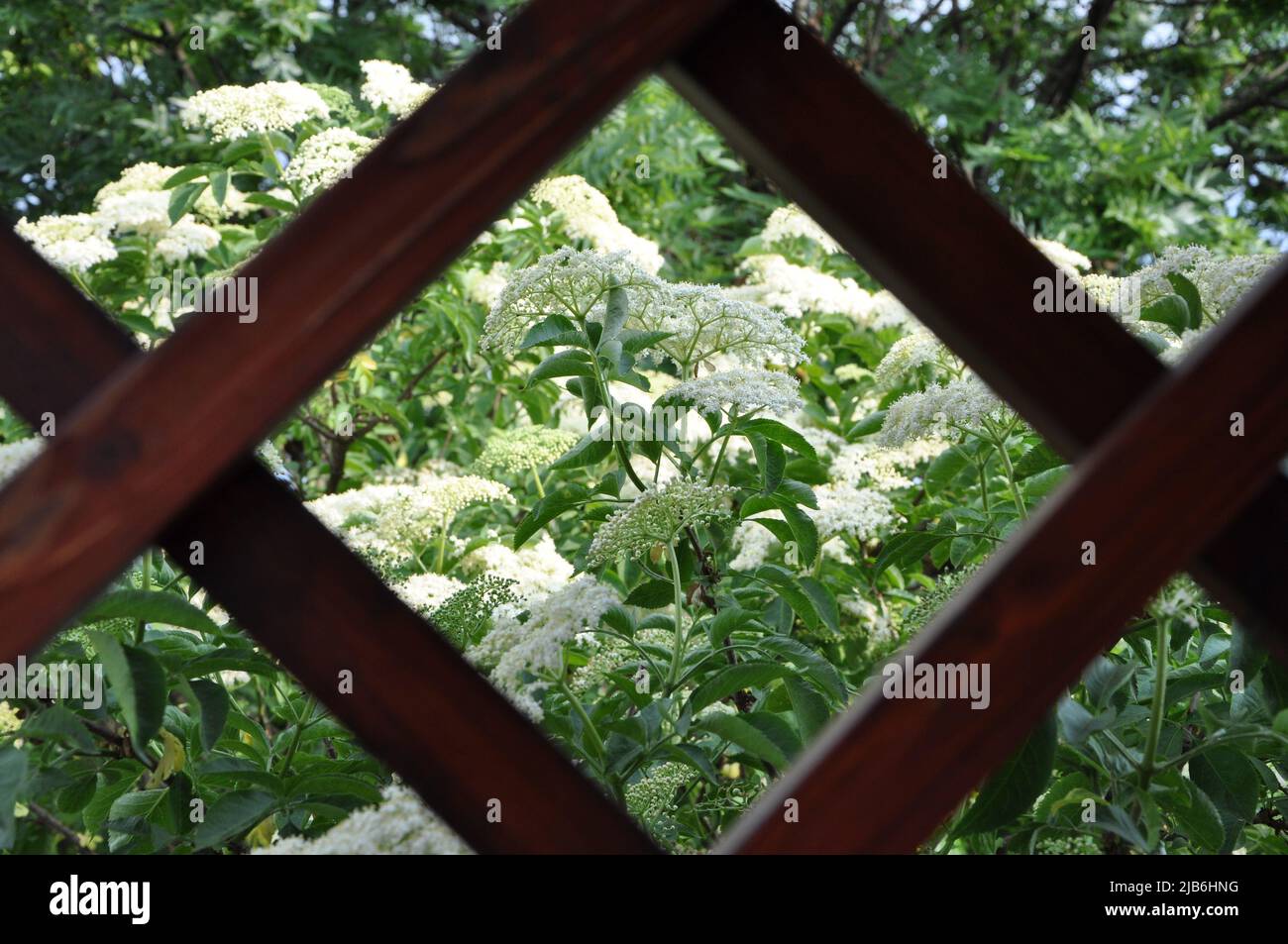 Elderberry tree with a flower in bloom. Blooming elderflower (Sambucus