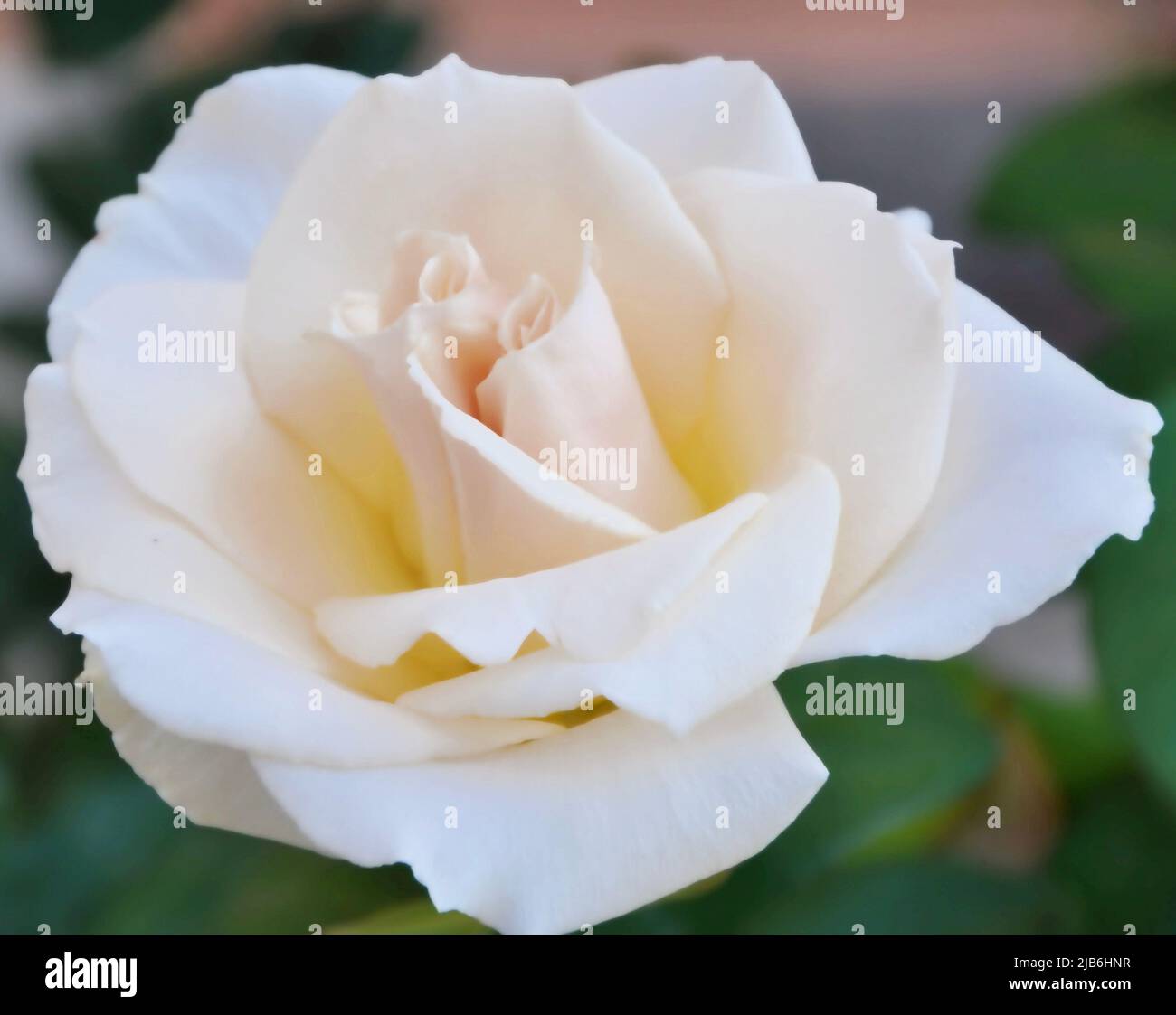 Wet white Rose. A white rose that is still wet with rain drops. Wet white rose background. Close-up picture of a single flowers with dew drops on. Stock Photo