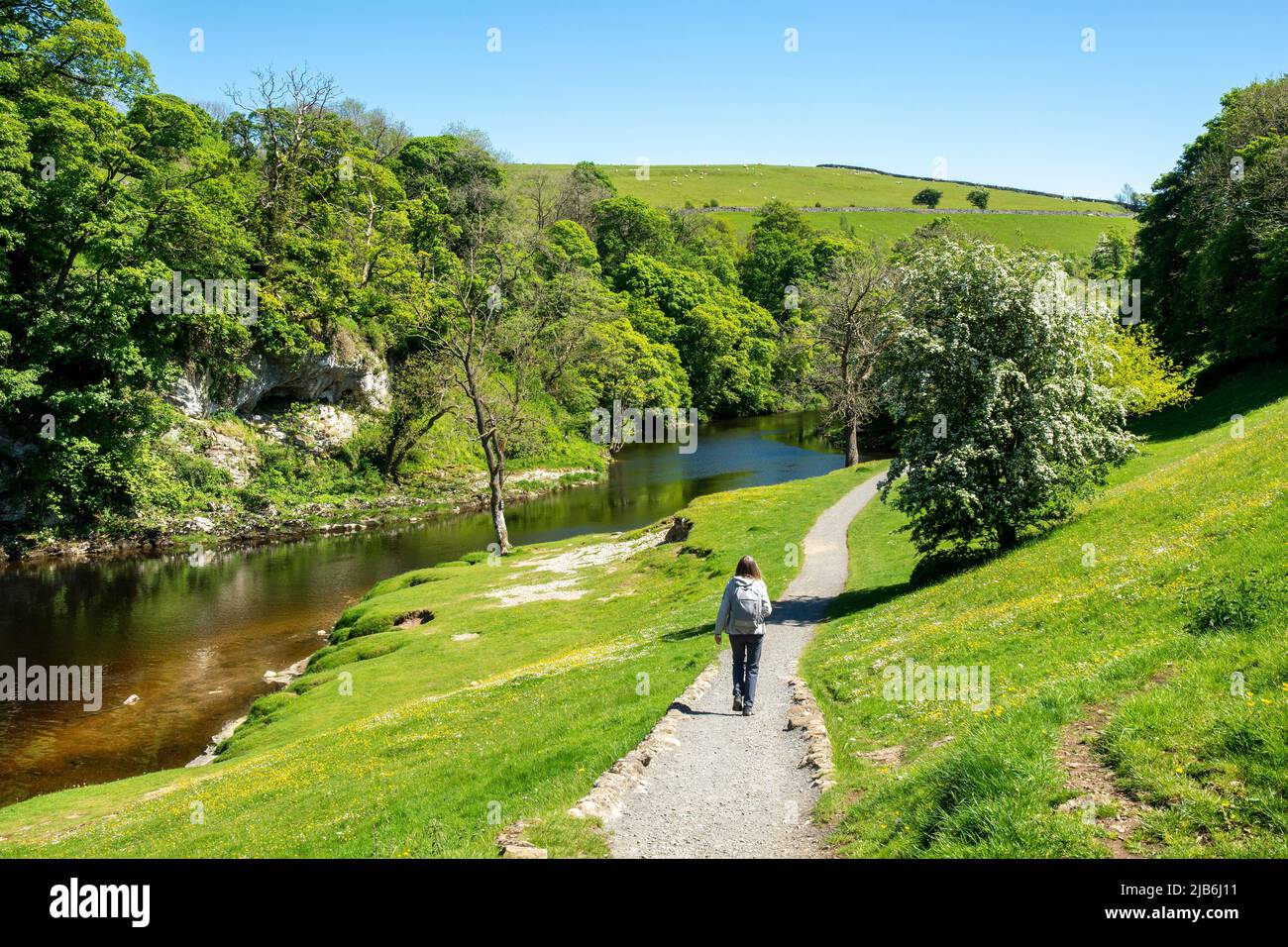 Walkers views along  footpaths on the Dales Way alongside The River Wharfe, Grassington, Linton, Burnsall showing Hawthorn blossom and the beauty of r Stock Photo