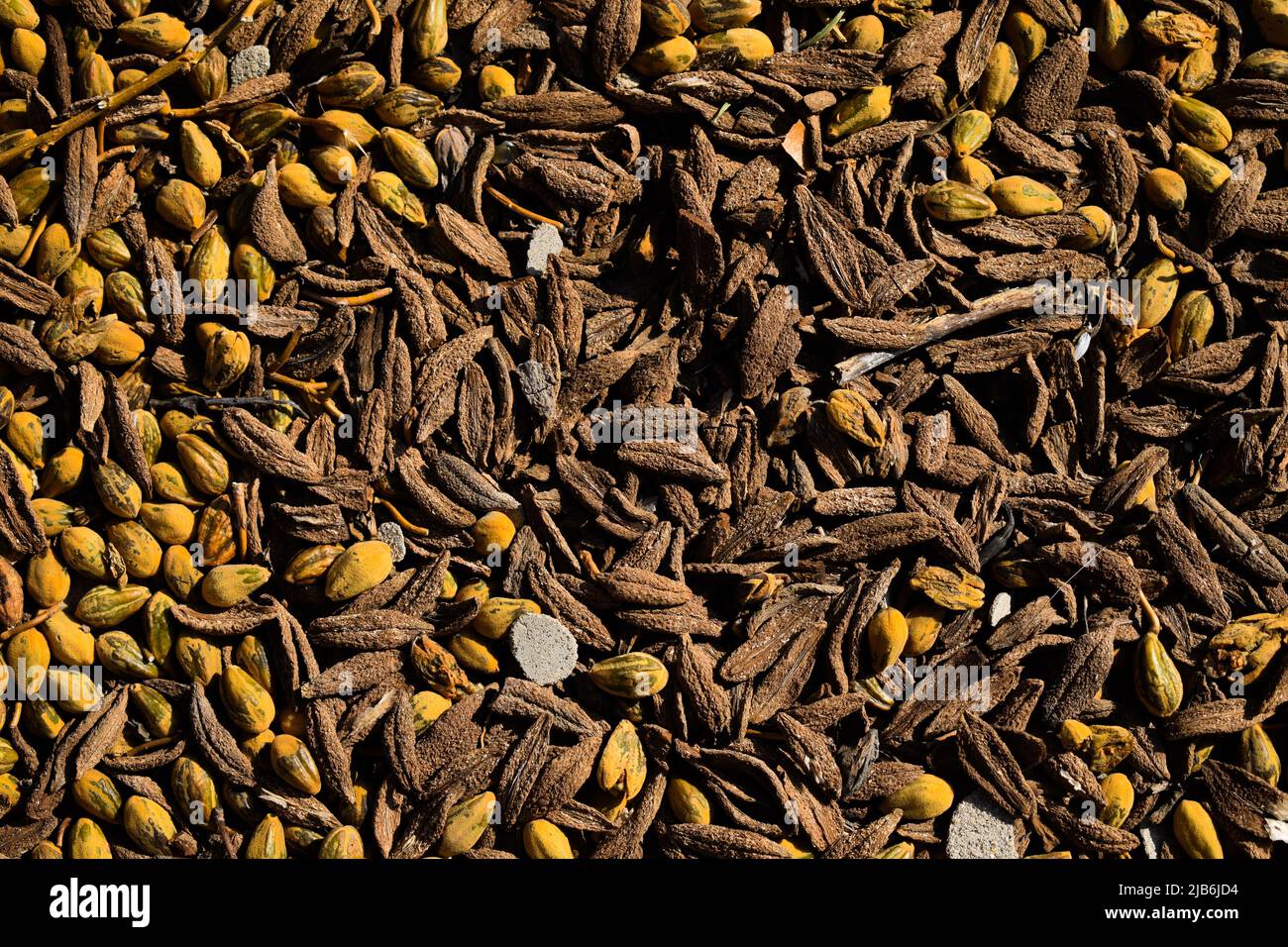 Flower seed scattered on the ground Stock Photo - Alamy