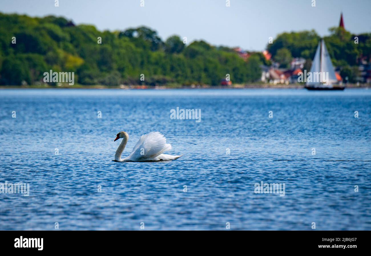 Stralsund, Germany. 03rd June, 2022. A swan swims in the Strelasund. The Strelasund separates the island of Rügen from the mainland at Stralsund. Most of the bathing water on the coasts and lakes in Mecklenburg-Western Pomerania is of excellent quality. This is the result of the annual bathing water report of the European Environment Agency and the European Commission. In isolated cases, the bathing spots in Mecklenburg-Western Pomerania also received the grade 'good' or 'sufficient'. Credit: Stefan Sauer/dpa/Alamy Live News Stock Photo