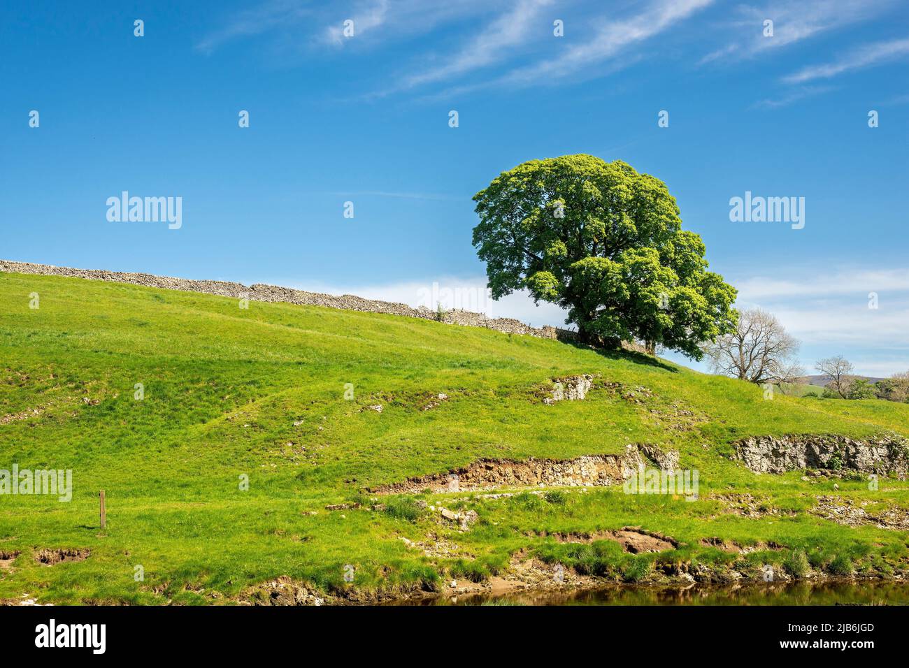 English Oak tree reflects in  the River Wharfe, alongside the Dales Way framed by a blue sky Yorkshire Dales National Park. England UK Stock Photo
