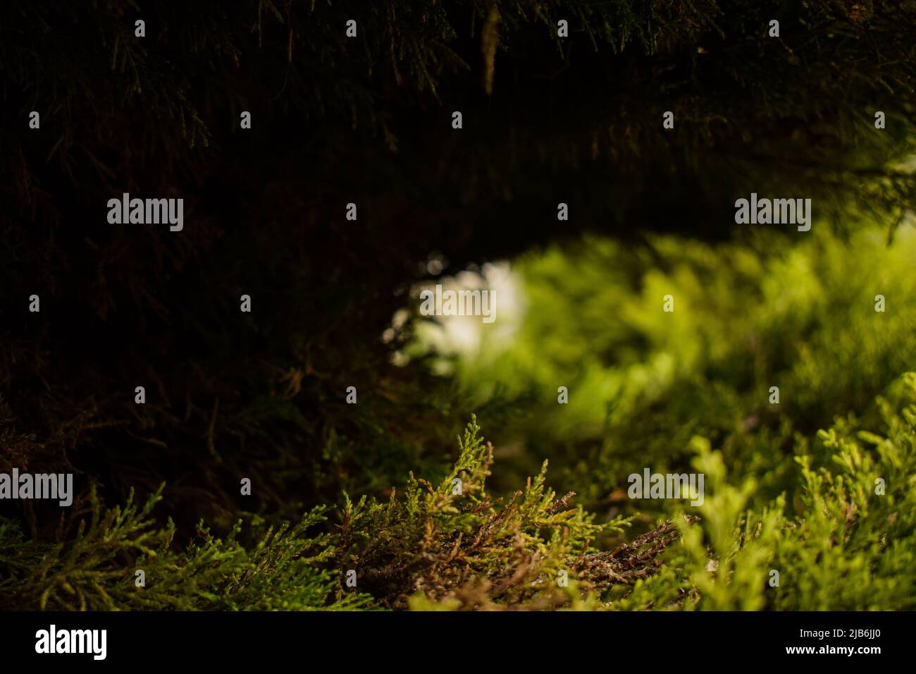 Pine tree leaves close hi-res stock photography and images - Alamy