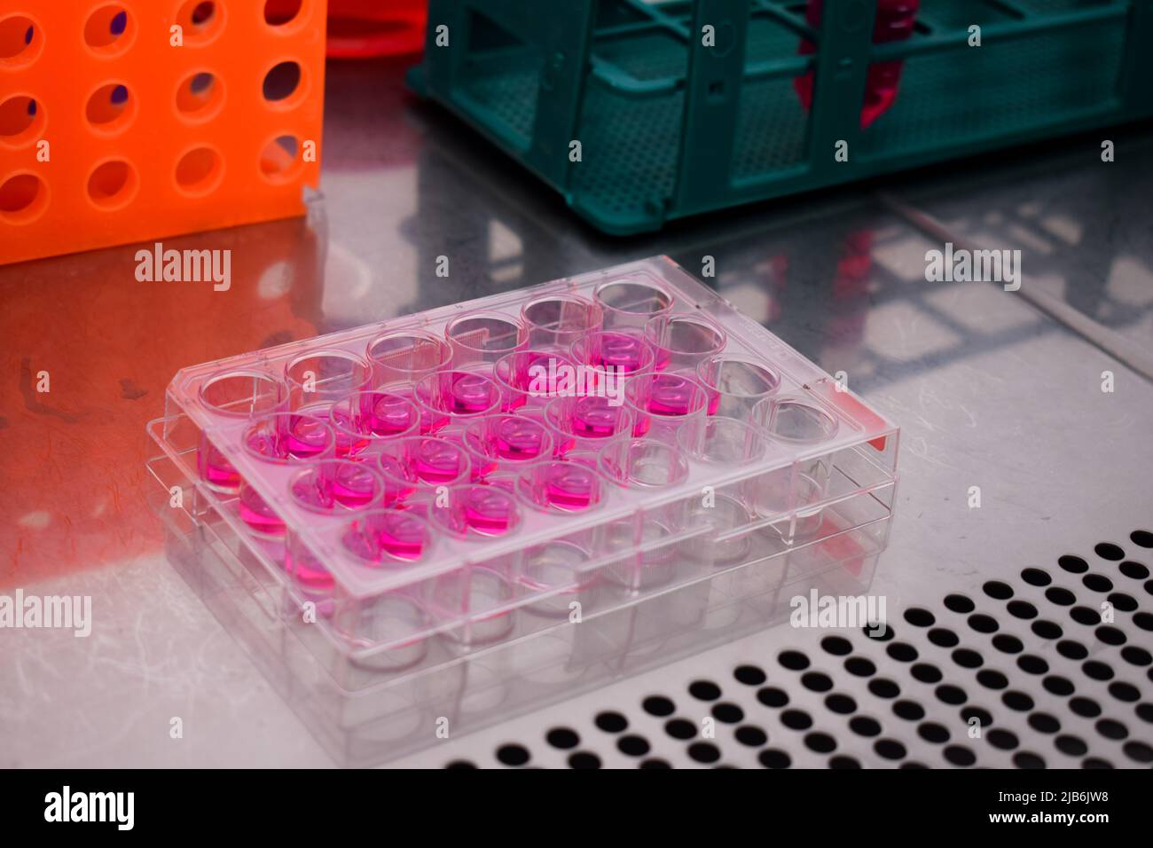 Cell culture plates inside of a cell tissue hepa filtered cabin Stock