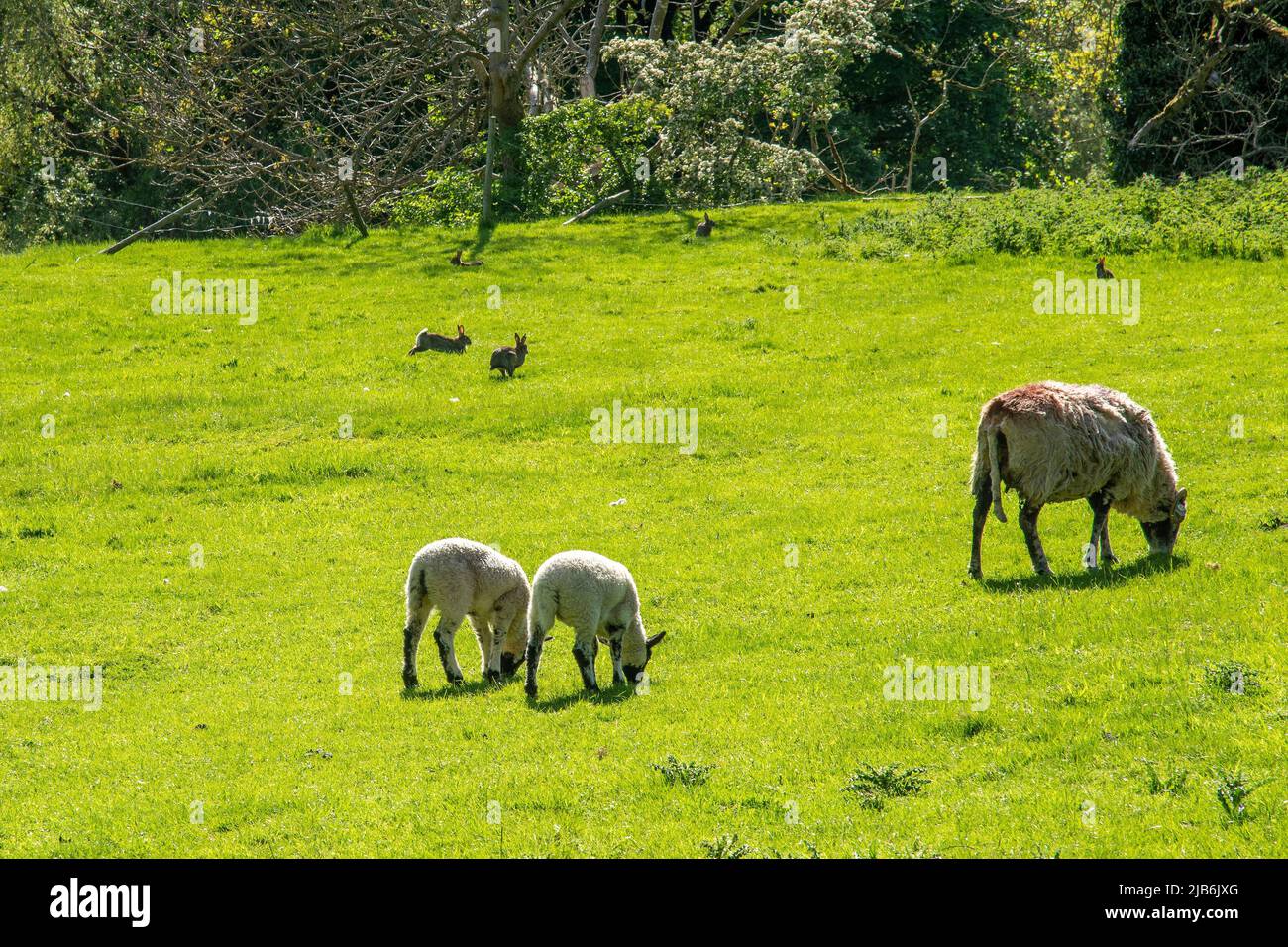 Rabbits play in the Spring  sunlight fields as young lambs and sheep graze by. Stock Photo