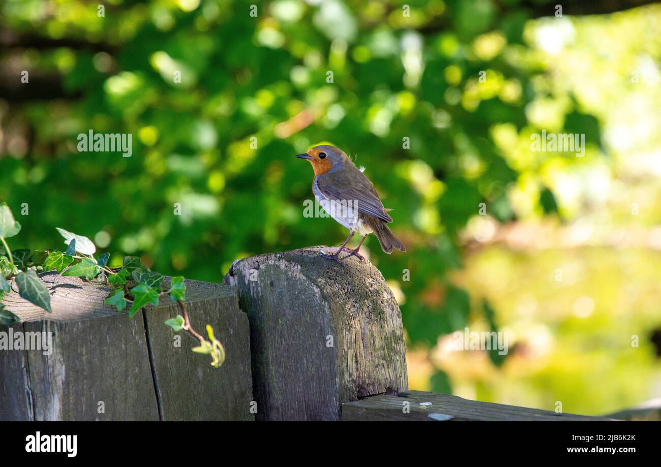Young Robin in the spring sunshine sits on top of a gate post Stock Photo