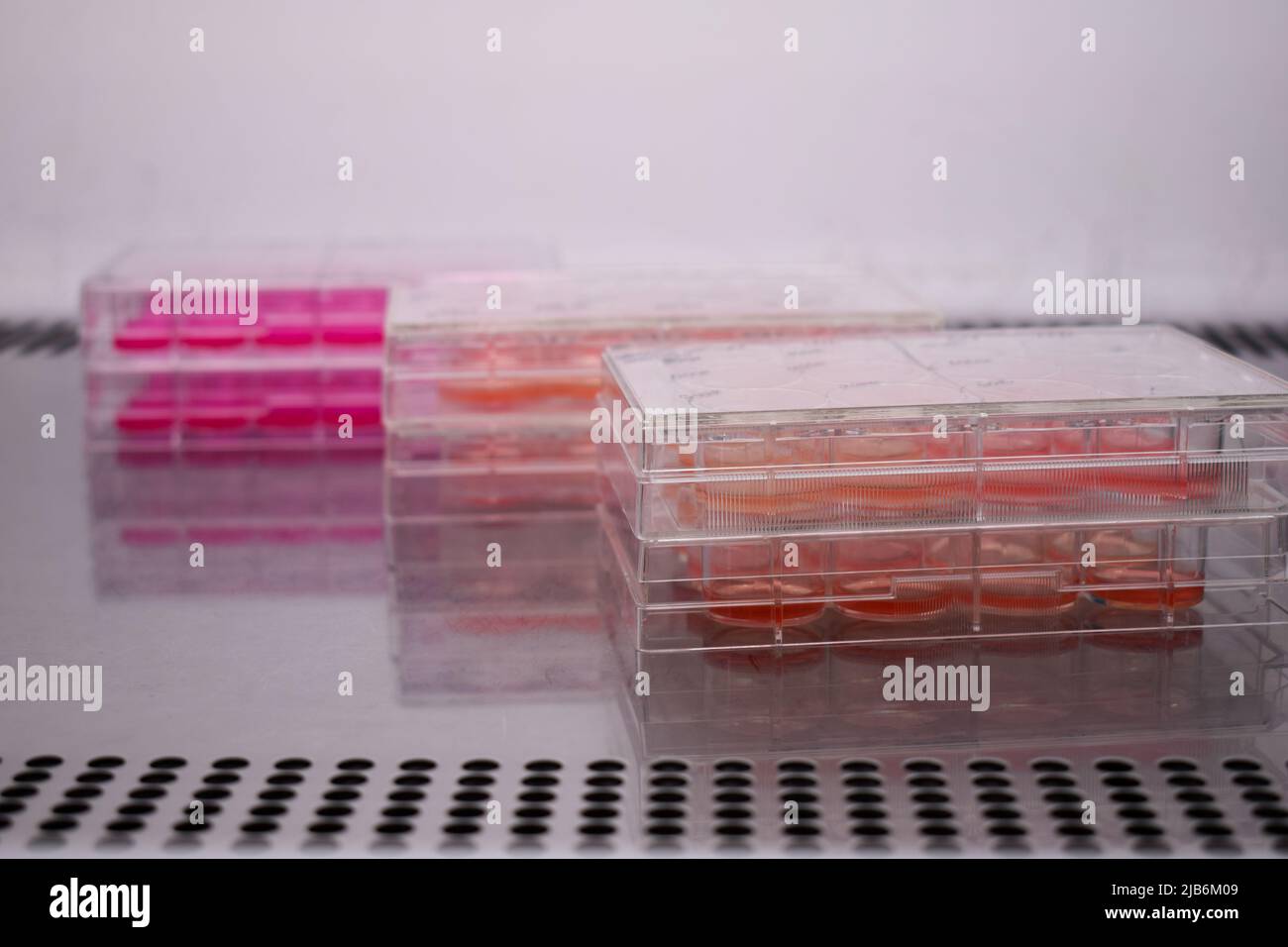 Cell culture plates inside of a cell tissue hepa filtered cabin Stock