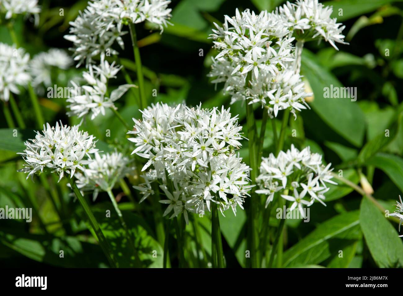 White Flowers of Ramsons or Wild Garlic Plant Allium ursinum Stock Photo