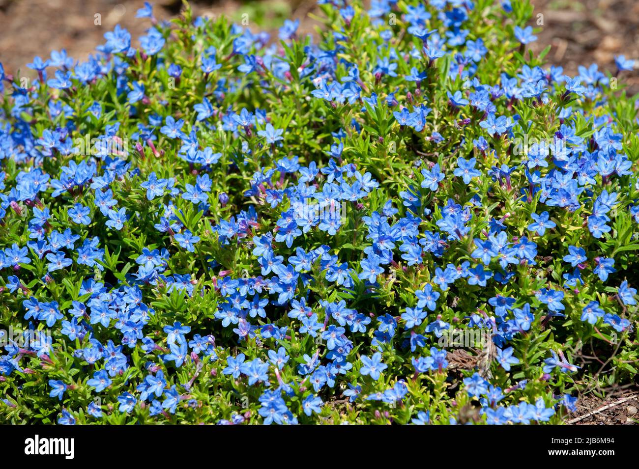 Wild blue flowers blossom in the garden on a spring time Stock Photo