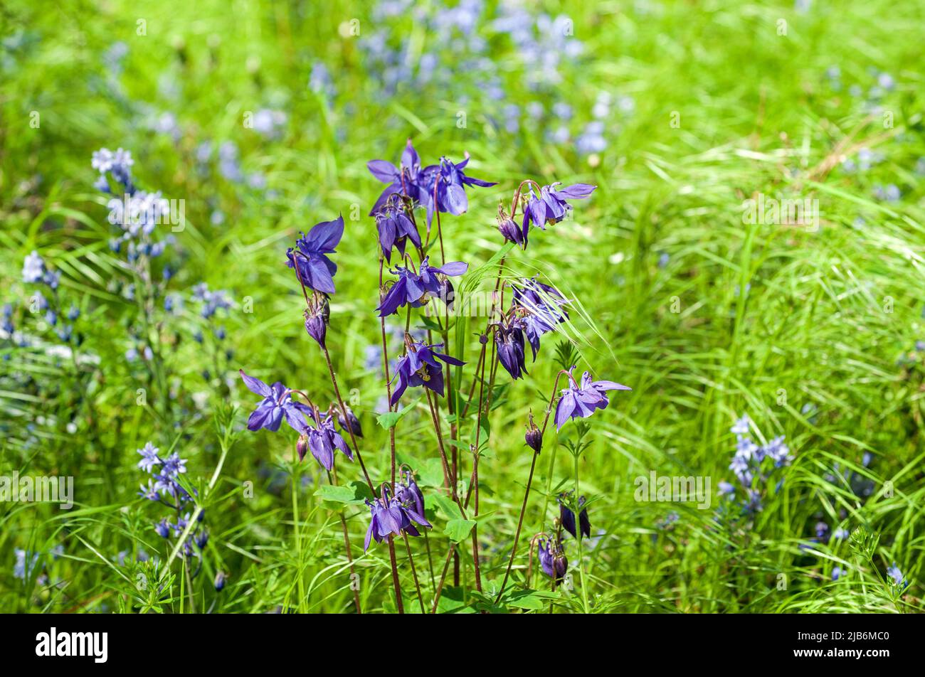 Beautiful blue flowers -  Aquilegia, Irish wildflowers Stock Photo