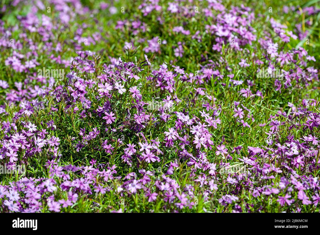 Pink native flowers in Ireland, Europe Stock Photo Alamy