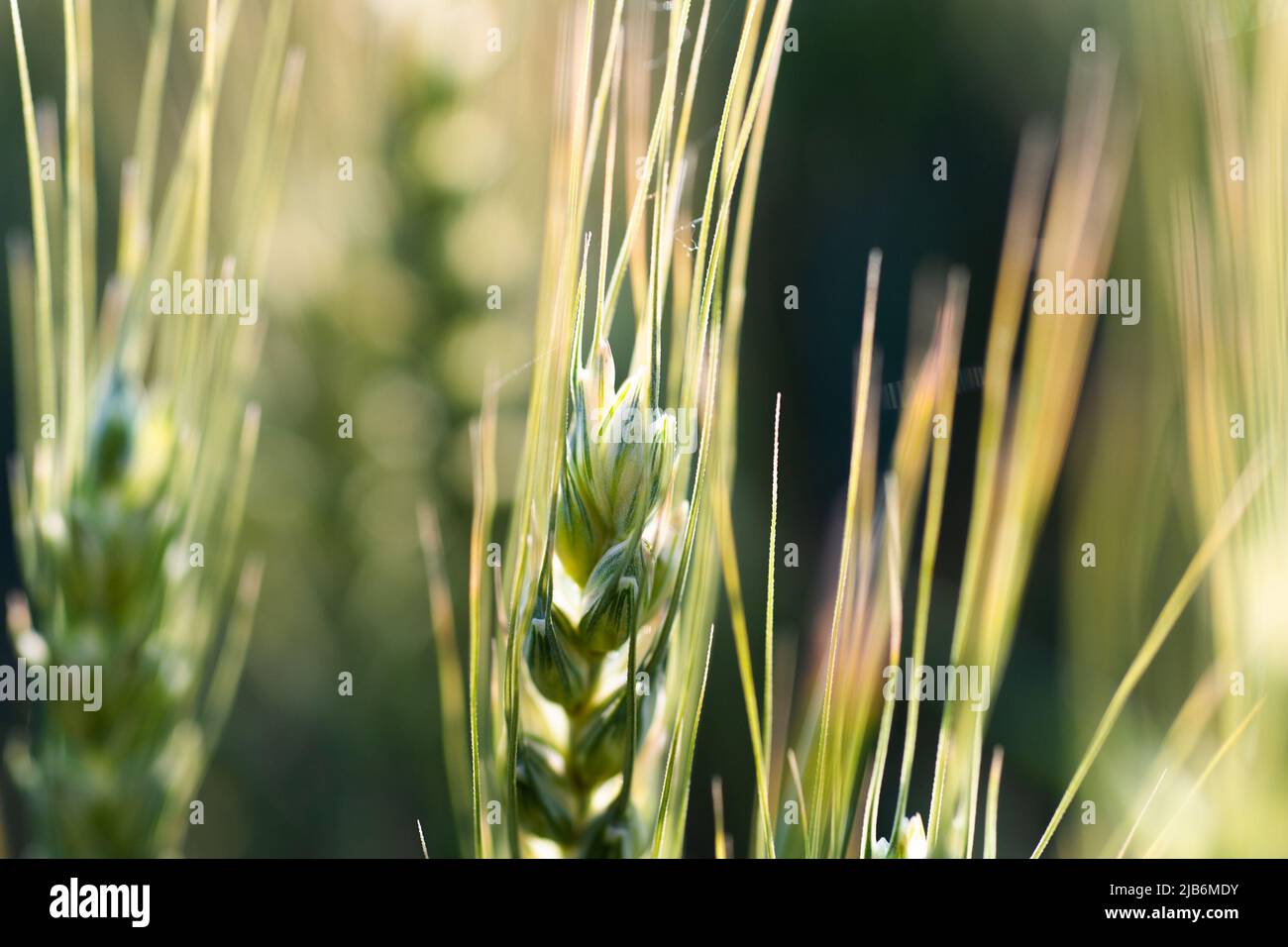 Young wheat field in spring, seedlings growing in a soil. Stock Photo